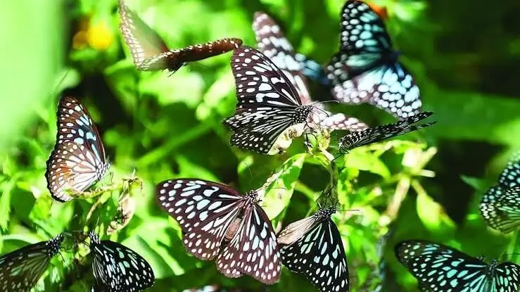 Butterfly Migration: കേരളത്തിലെ പശ്ചിമഘട്ടത്തിൽ ചിത്രശലഭ ദേശാടനം പ്രതിസന്ധിയിൽ; പത്ത് വർഷത്തിനിടെ എണ്ണത്തിൽ 60% വരെ കുറവ് Butterfly Migration: കേരളത്തിലെ പശ്ചിമഘട്ടത്തിൽ ചിത്രശലഭ ദേശാടനം പ്രതിസന്ധിയിൽ; പത്ത് വർഷത്തിനിടെ എണ്ണത്തിൽ 60% വരെ കുറവ്
