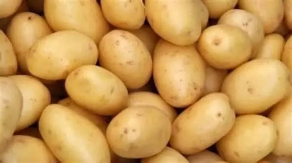 Potato Farmers in Crisis: ഉരുളക്കിഴങ്ങ് കർഷകർ പ്രതിസന്ധിയിൽ; വിലത്തകർച്ചയിൽ ആദ്യകാല കൃഷി കുറയ്ക്കുന്നു Potato Farmers in Crisis: ഉരുളക്കിഴങ്ങ് കർഷകർ പ്രതിസന്ധിയിൽ; വിലത്തകർച്ചയിൽ ആദ്യകാല കൃഷി കുറയ്ക്കുന്നു