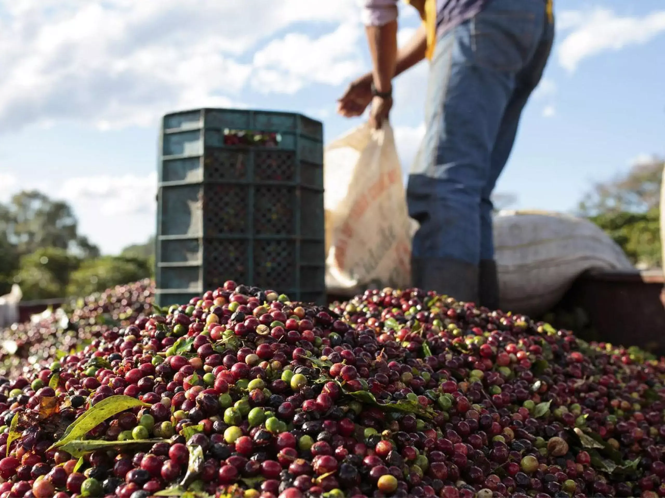 canopy new crop intelligence  platform