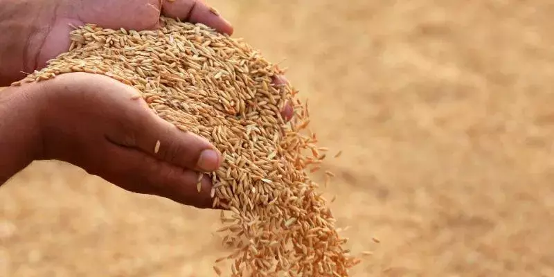 ഉയര്‍ന്ന ആശങ്കകള്‍ക്കിടയിലും 518 ലക്ഷം ടണ്‍ അരി സംഭരണം ലക്ഷ്യമിട്ട് കേന്ദ്രം