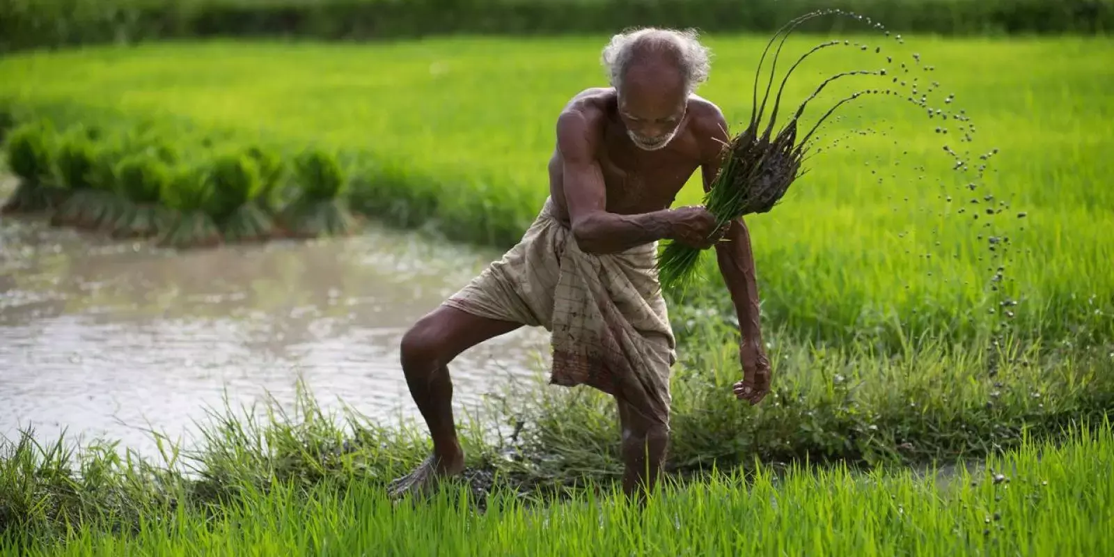 മഴ ചതിച്ചു; ഖാരിഫ് വിളകളില് ഉത്തരേന്ത്യയിൽ വൻ ഇടിവ് മഴ ചതിച്ചു; ഖാരിഫ് വിളകളില് ഉത്തരേന്ത്യയിൽ വൻ ഇടിവ്