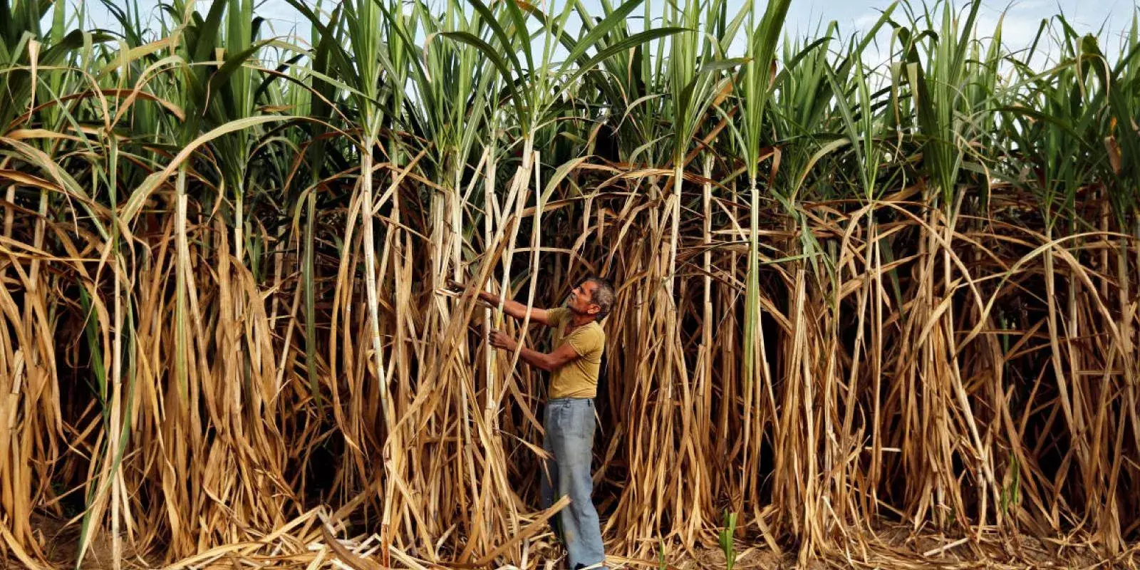 കരിമ്പിന്റെ ന്യായ വില 15 രൂപ വര്‍ധിപ്പിച്ചു