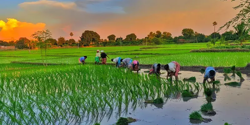 രാജ്യത്ത് നെല്‍കൃഷി വിസ്തൃതി  17 ശതമാനം കുറഞ്ഞു, ധാന്യങ്ങളുടേത് കൂടി