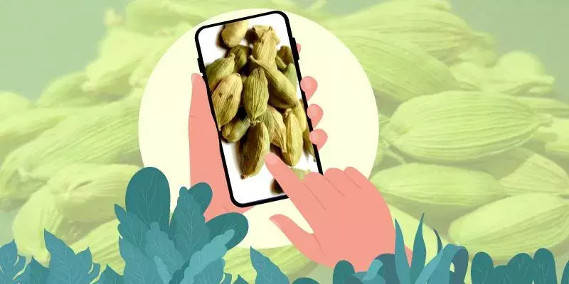 കയറ്റുമതി ലക്ഷ്യം വച്ച് ഏലത്തിൻറെ ഇ-ലേലം ജൂലൈ അവസാനം