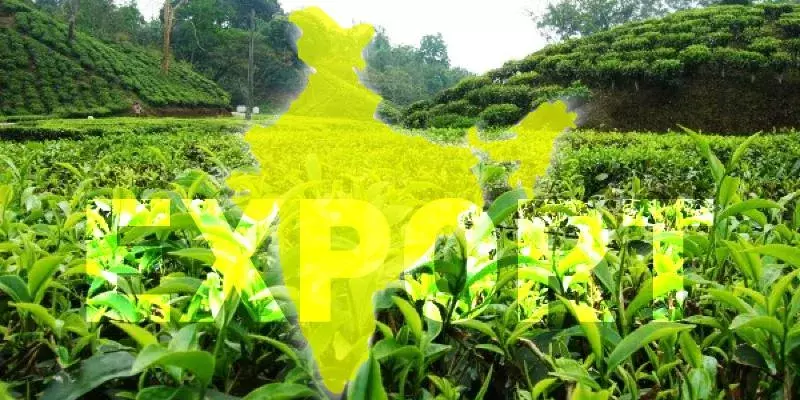 2023-ൽ 225 ദശലക്ഷം കിലോഗ്രാം തേയില കയറ്റുമതി പ്രതീക്ഷിച്ച് ഇന്ത്യ