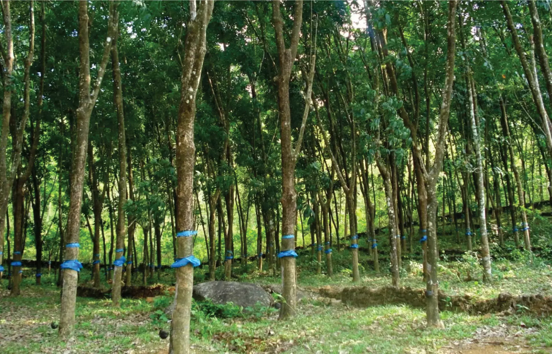 കേന്ദ്ര ബജറ്റ് ; പ്രതീക്ഷകളുമായി റബ്ബര്‍ കര്‍ഷകര്‍