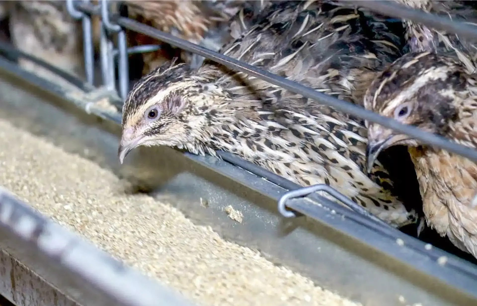 കാട വളര്‍ത്താന്‍ 35,000 രൂപ സബ്‌സിഡി