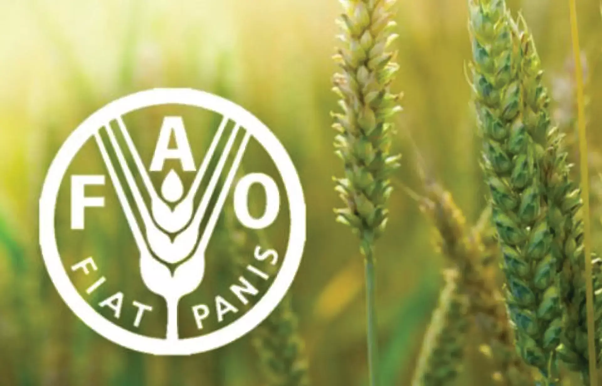 ഭക്ഷ്യ കാര്‍ഷിക സംഘടന