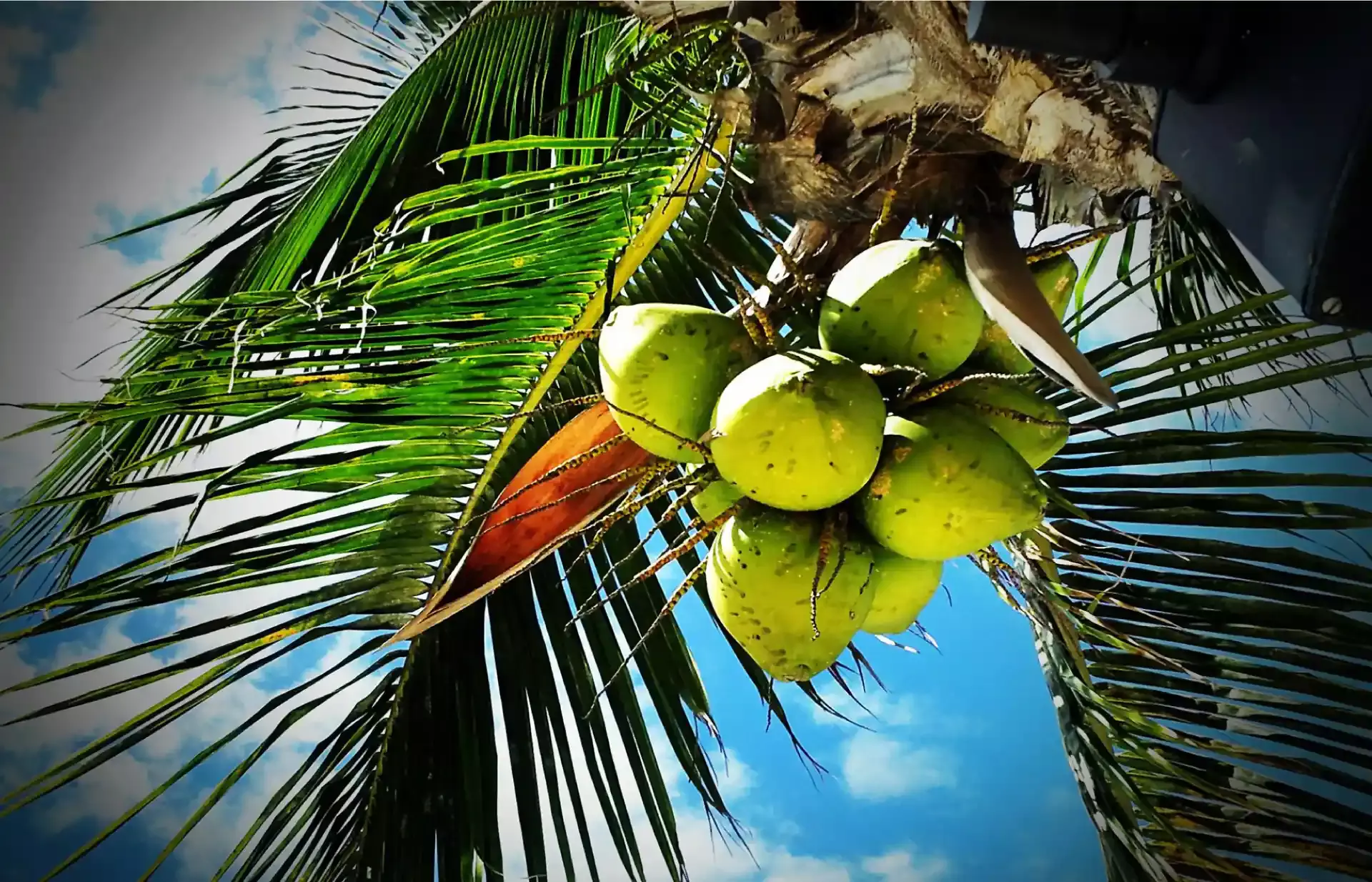 നിങ്ങളുടെ തെങ്ങുകള്‍ ഇന്‍ഷുര്‍ ചെയ്യാം