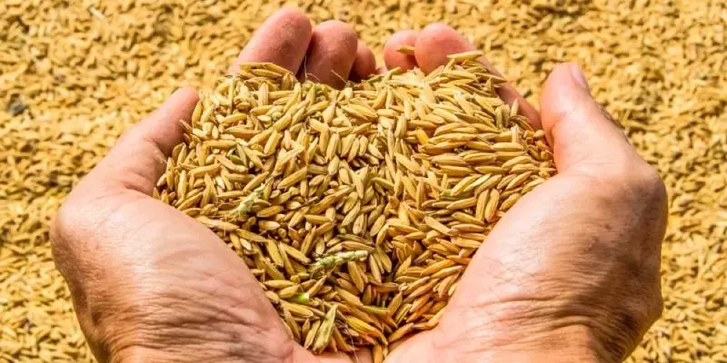 2022-23-ല്‍ ഇന്ത്യയുടെ ഖാരിഫ് അരി ഉത്പാദനം 6% കുറയാൻ സാധ്യത