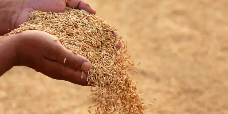 ഉയര്‍ന്ന ആശങ്കകള്‍ക്കിടയിലും 518 ലക്ഷം ടണ്‍ അരി സംഭരണം ലക്ഷ്യമിട്ട് കേന്ദ്രം