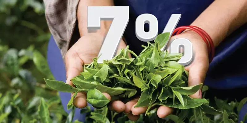 തേയില കയറ്റുമതിയില്‍ 7% വര്‍ധന
