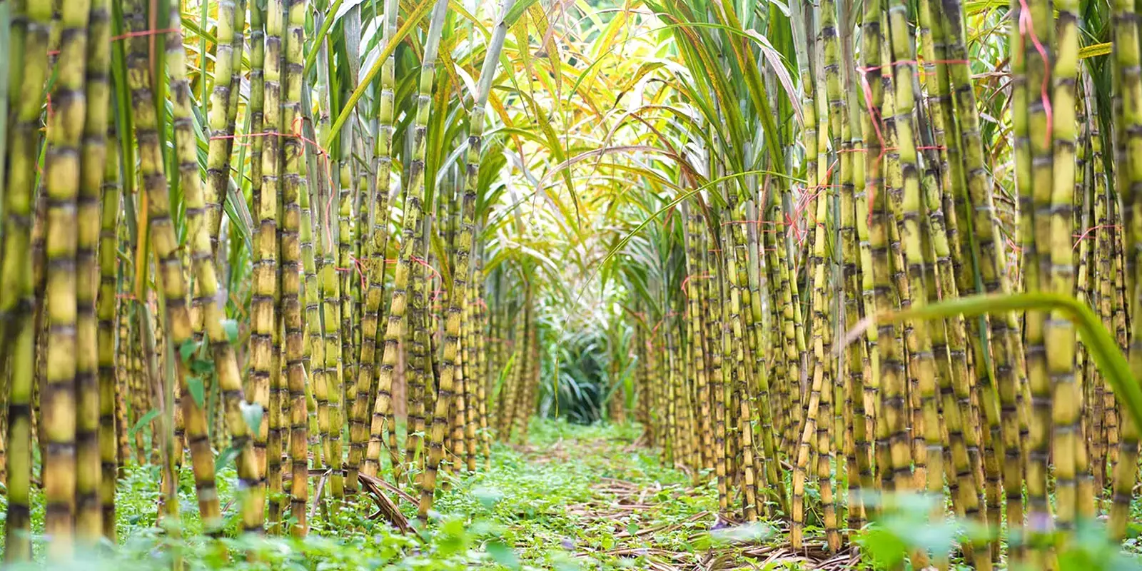 കരിമ്പ് കര്‍ഷകര്‍ക്ക് എഥനോള്‍ പ്രിയം; പഞ്ചസാര ഉത്പാദനം കുറഞ്ഞേക്കും