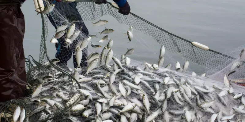 പിടിച്ചത് 10 സെമി താഴെയുള്ള ചെറുമീനുകൾ, മത്സ്യതൊഴിലാളികൾക്ക് പിഴ