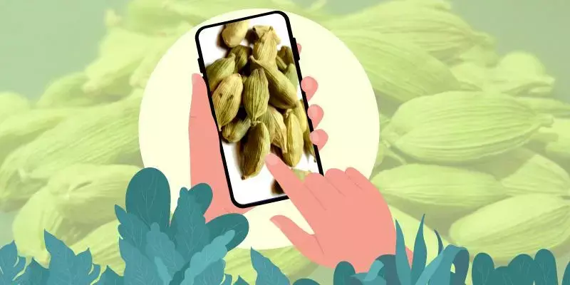 കയറ്റുമതി ലക്ഷ്യം വച്ച് ഏലത്തിൻറെ ഇ-ലേലം ജൂലൈ അവസാനം