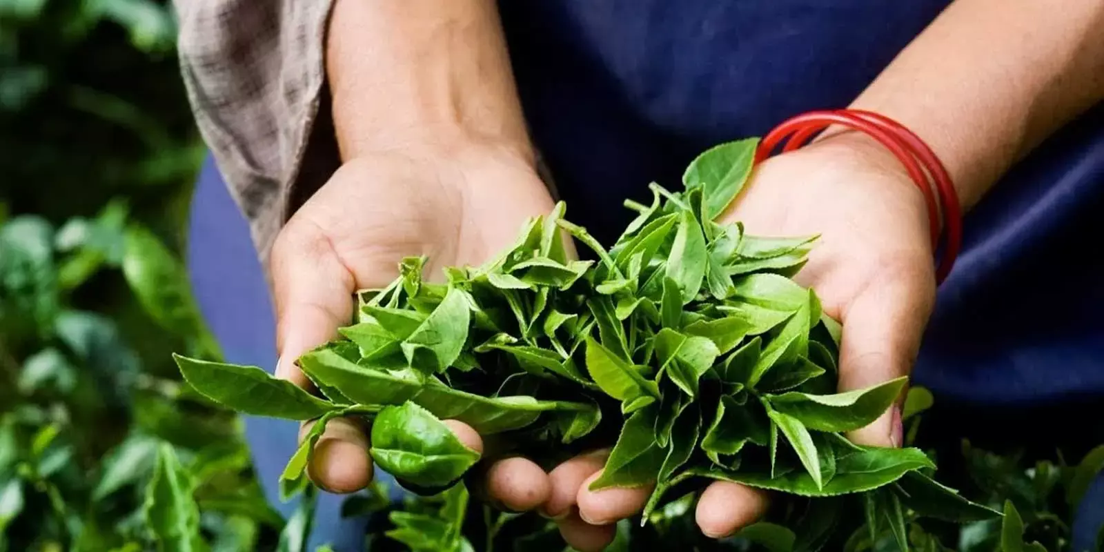 തേയില കയറ്റുമതി ഉറപ്പിച്ച് ഇന്ത്യ: നിയമങ്ങളില്‍ തുല്യത വേണമെന്ന് ടീ എക്‌സ്‌പോര്‍ട്ടേഴ്‌സ്