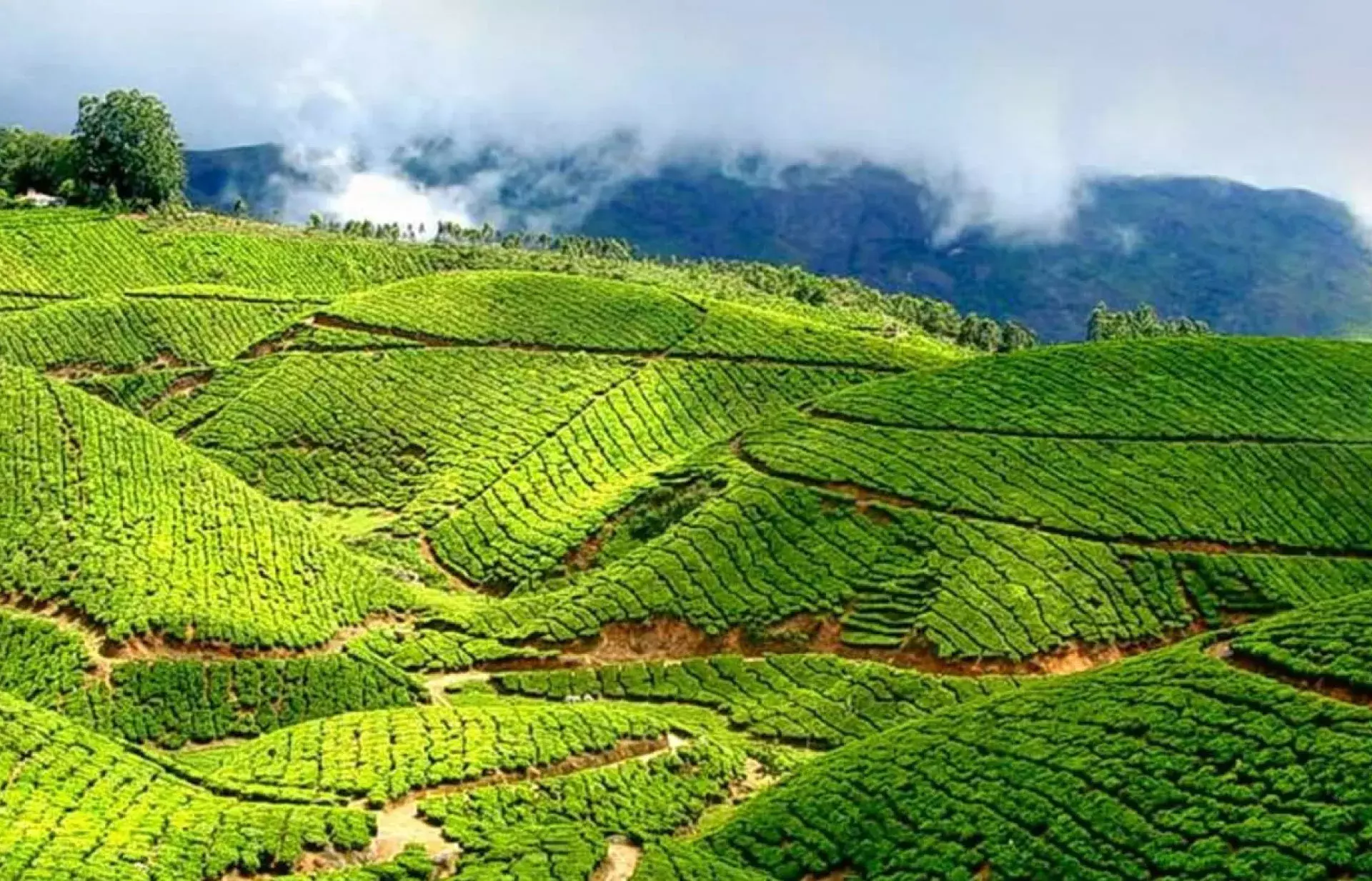 ഇതാണ് എ വി ടി നാച്ചുറല്‍ പ്രോഡക്ട്സ് ലിമിറ്റഡ്