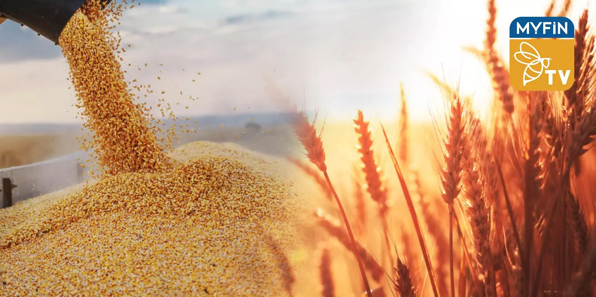 ലോകം ഗോതമ്പ് ക്ഷാമത്തിലേക്കോ? കയറ്റുമതി നിർത്തരുതെന്ന് യുഎൻ സുരക്ഷാസമിതി