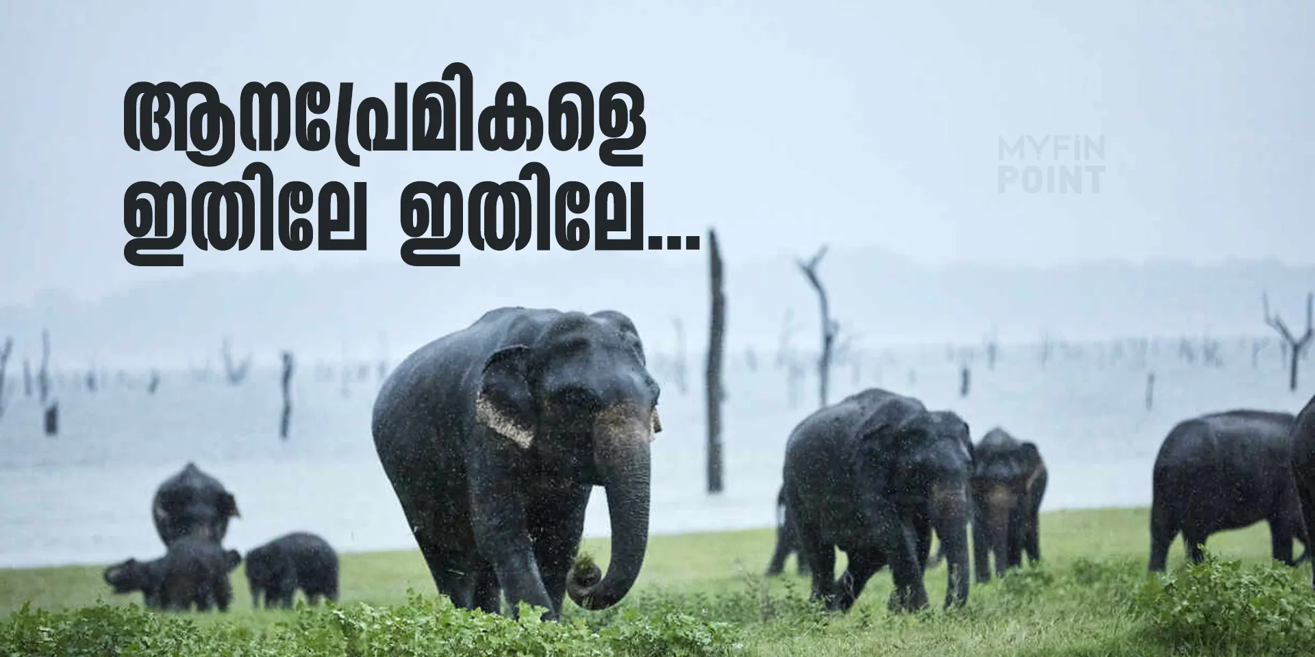 കൂട്ട് കൂടാം കോട്ടൂരിലെ ആനകൾക്കൊപ്പം
