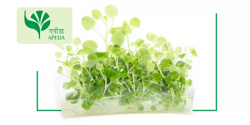 ടിഷ്യു കൾച്ചറിലെ വേറിട്ട കാഴ്ച, അതിർത്തി കടന്ന് പൈനാപ്പിൾ മധുരവും നേന്ത്രപ്പഴവും