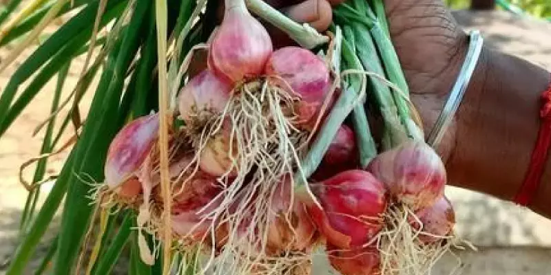 ഉള്ളി ഉത്പാദനം അടുത്ത വര്‍ഷം ഉയർന്നേക്കും; ഉരുളക്കിഴങ്ങ്, തക്കാളി വിളവ് കുറയും