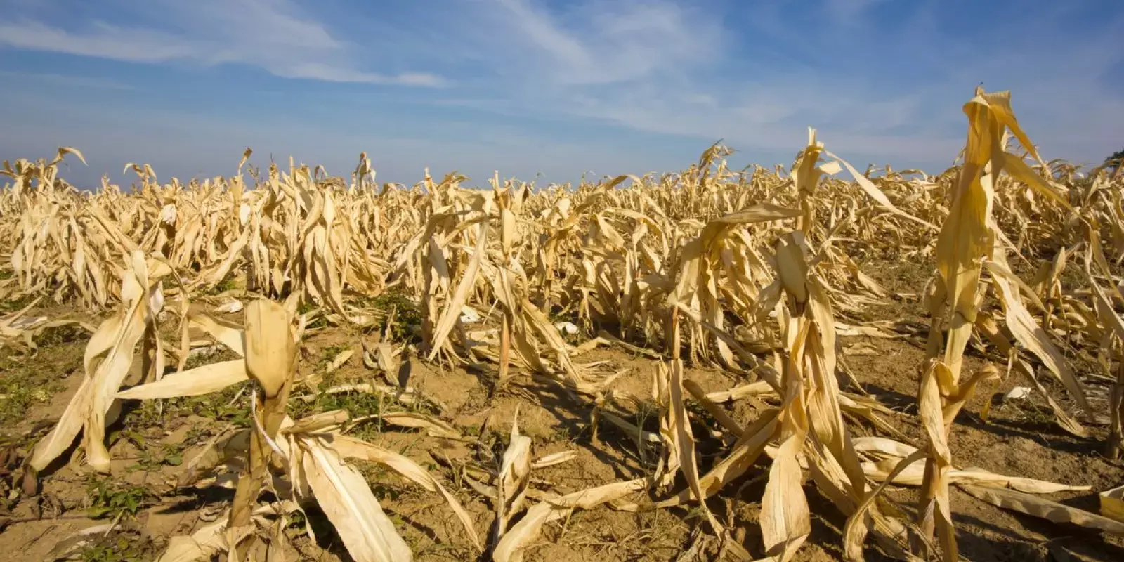 കടക്കെണിയില്‍ ഒരു കൈത്താങ്ങ് : വിള ഇന്‍ഷുറന്‍സ് കുടിശിക തീര്‍ക്കാന്‍ 12 കോടി