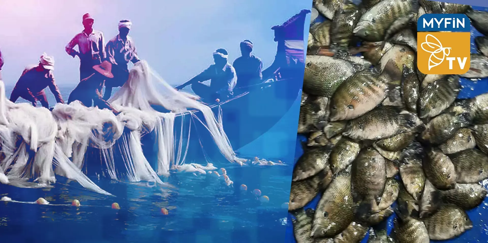 മത്സ്യയിനങ്ങള്‍ നേരിട്ട് സംഭരിക്കാനൊരുങ്ങി ഫിഷറീസ് വകുപ്പിന് കീഴിലുള്ള മിമി ഫിഷ്.