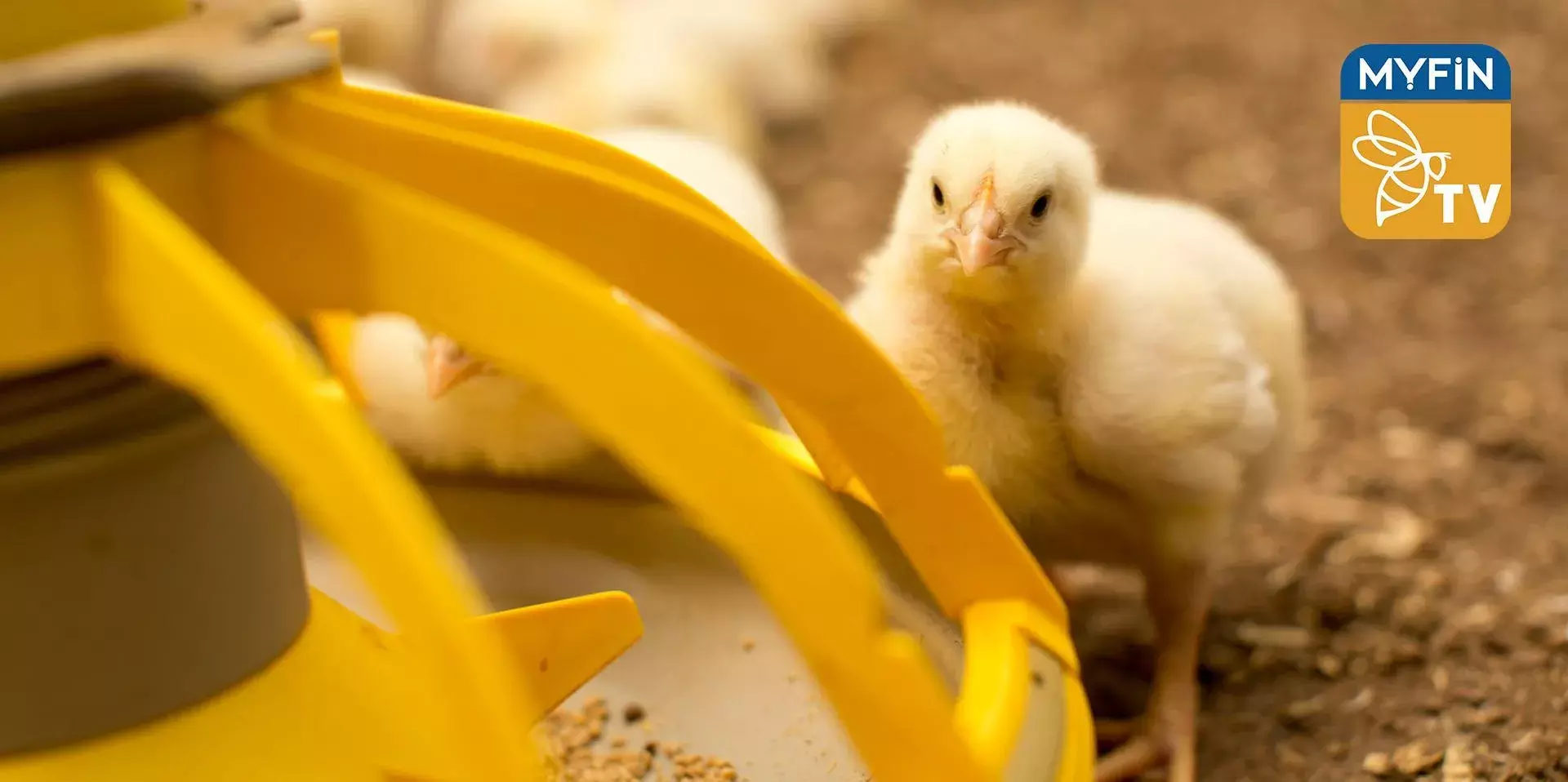 കുതിച്ചുകയറി ചിക്കൻ വില