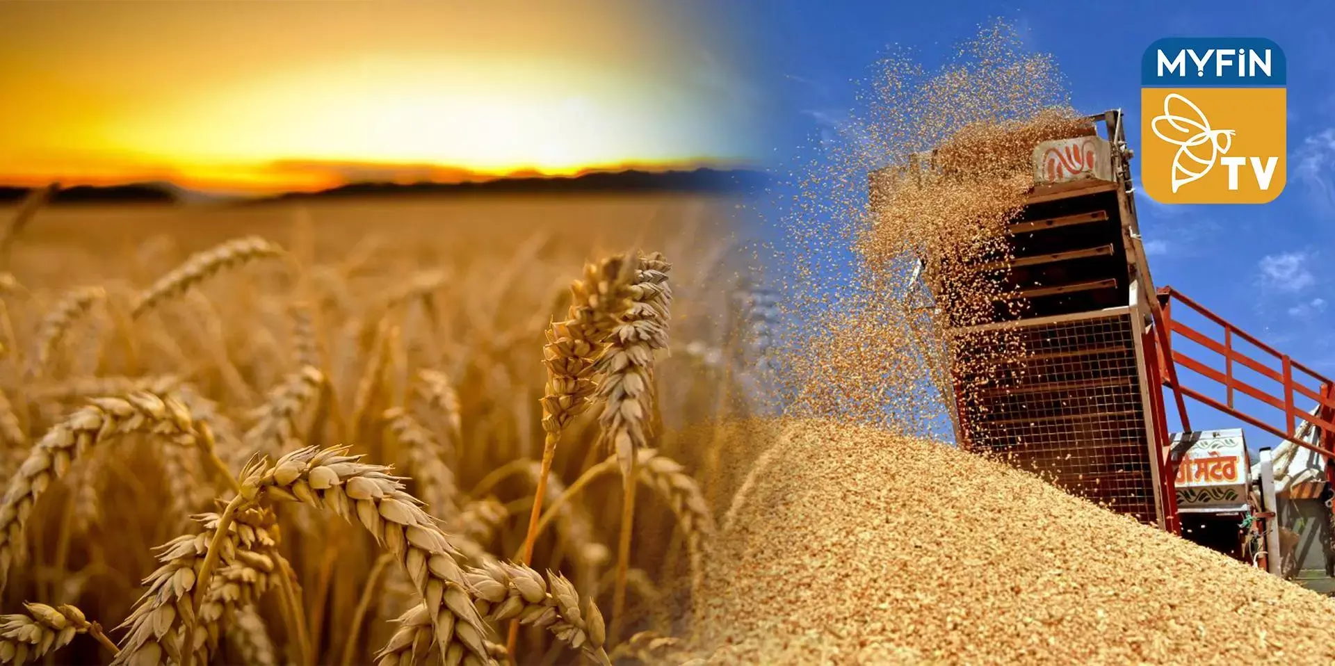 ഈജിപ്തിലേയ്ക്ക് ഗോതമ്പ് കയറ്റുമതി ചെയ്യാനൊരുങ്ങി ഇന്ത്യ