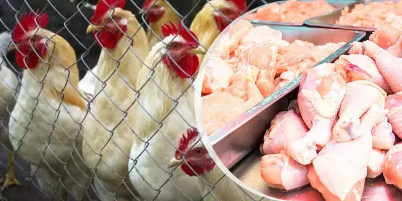 കറിച്ചട്ടിയില്‍ കോഴി വേവില്ല, വില കയറുന്നു