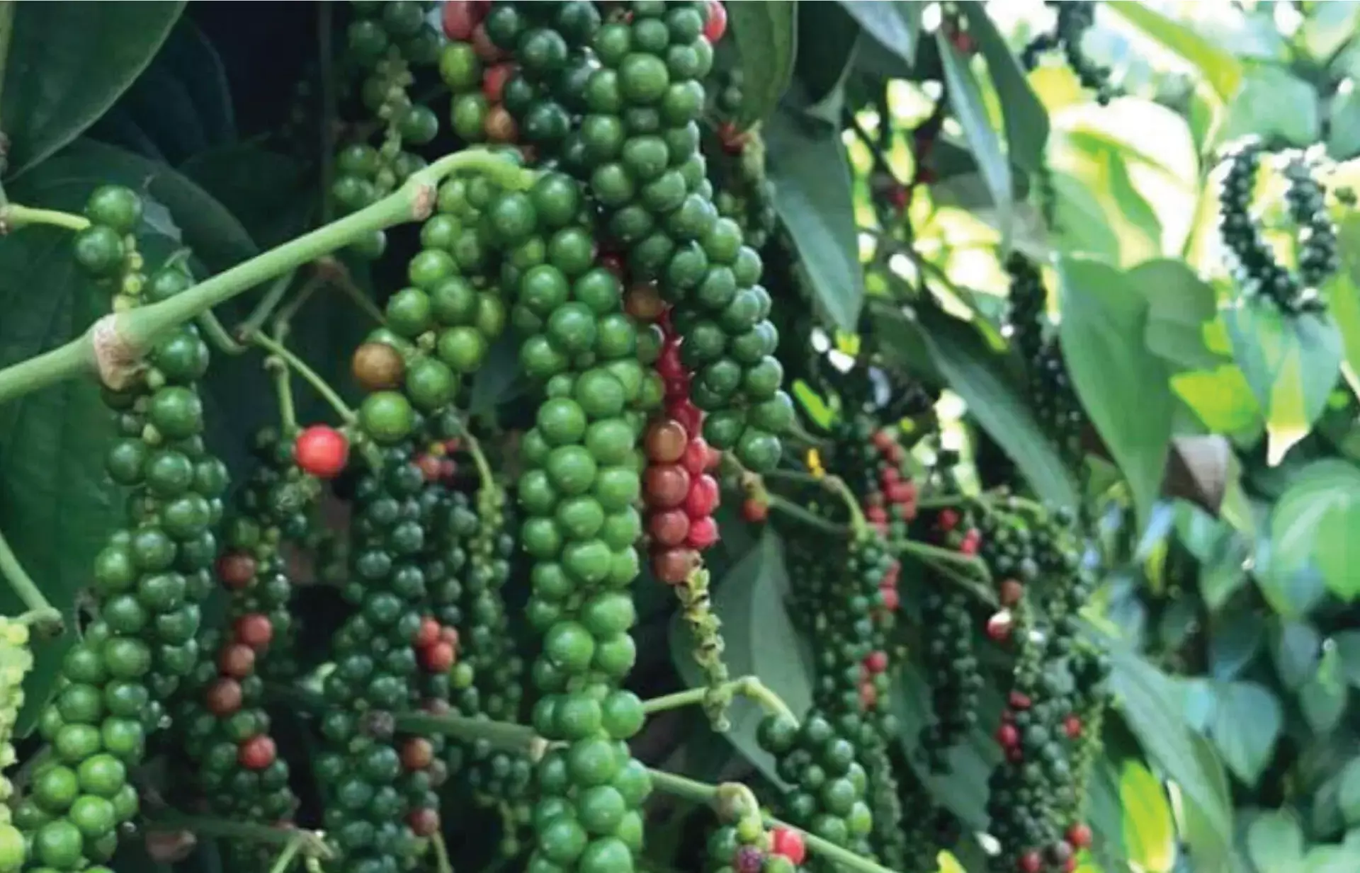 കുരുമുളക് വില ഇടിയുന്നു, കര്‍ഷകര്‍ ആശങ്കയില്‍