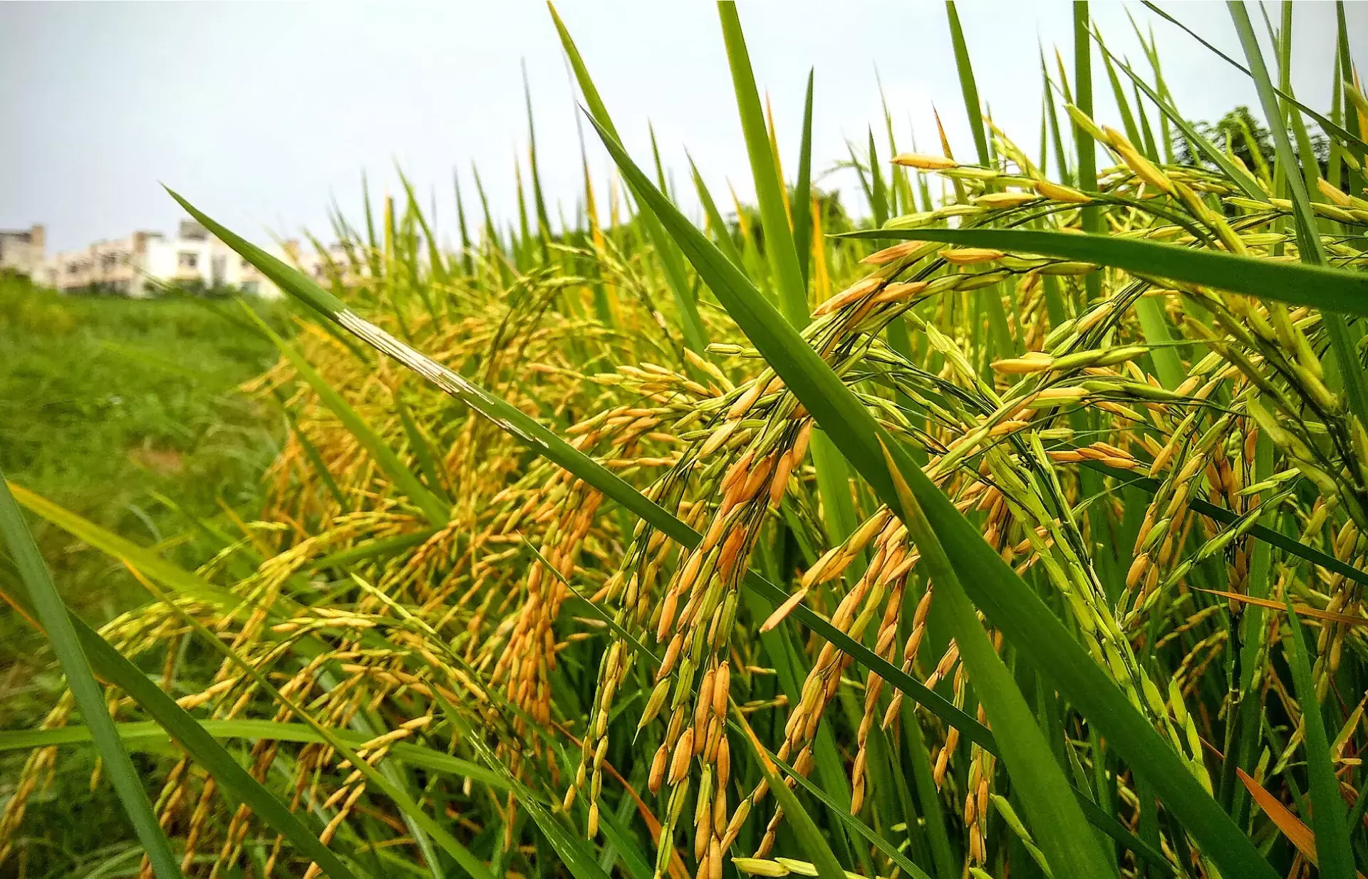 നെല്‍കര്‍ഷകനാണോ? റോയല്‍ട്ടിക്ക് അപേക്ഷിക്കാം