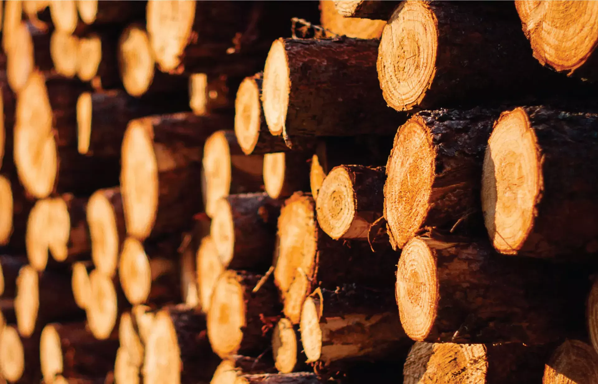 മര വ്യവസായം തുടങ്ങുമ്പോള്‍ ഇക്കാര്യങ്ങള്‍ ശ്രദ്ധിക്കണം