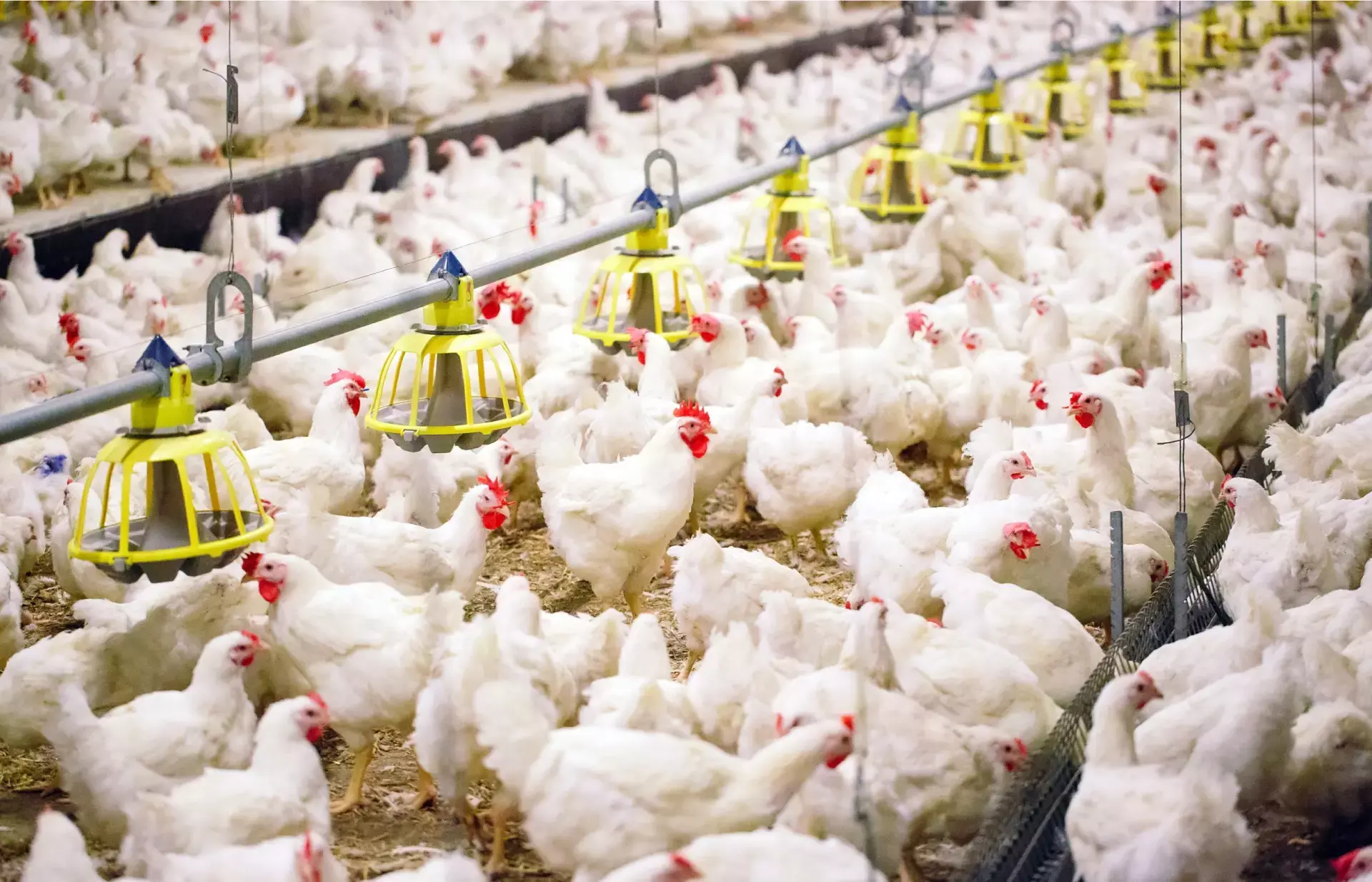 കുടുംബശ്രീ ചിക്കന്‍, സബ്സിഡിയിൽ കോഴികൃഷി