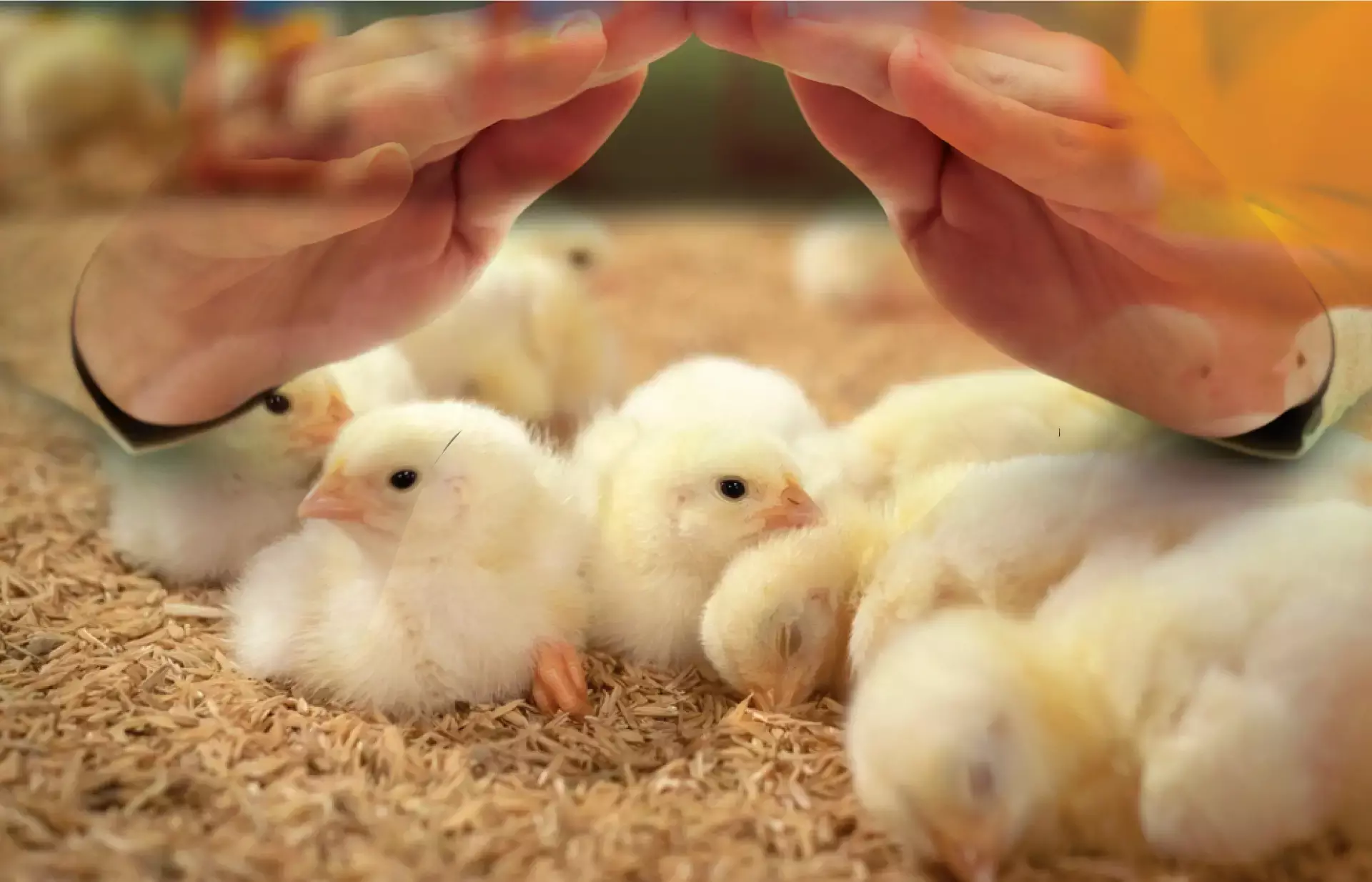 ജനനി ഇന്‍ഷുറന്‍സ്, കോഴിക്കുഞ്ഞുങ്ങളെ പരിരക്ഷിക്കാം