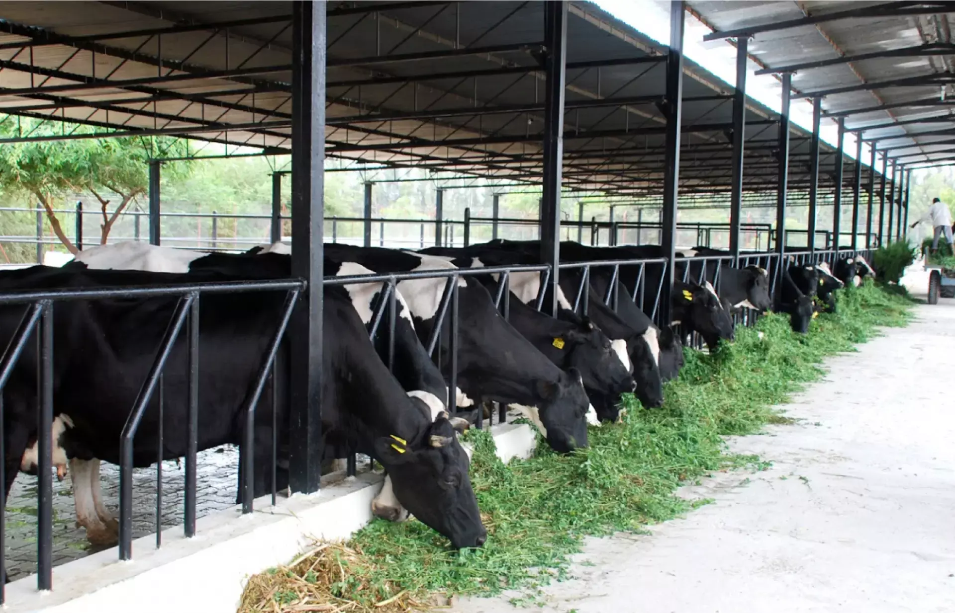 പശു വളര്‍ത്താന്‍ ധനസഹായം