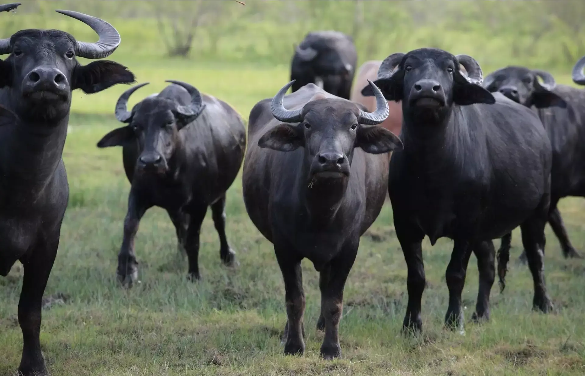 പോത്തുകുട്ടികളെ വളര്‍ത്താം, സബ്‌സിഡിയോടെ