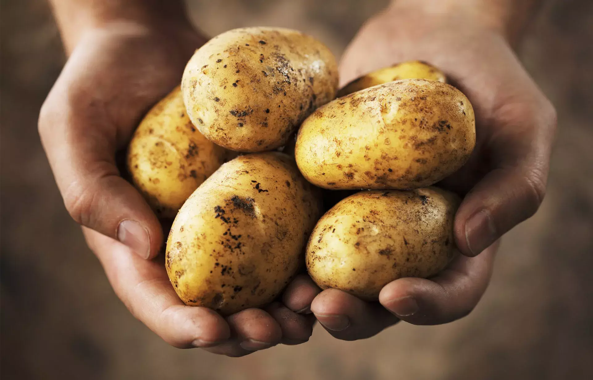 മഴ: 8000 കോടി രൂപയുടെ ഉരുളക്കിഴങ്ങ് ഉല്‍പാദനം പ്രതിസന്ധിയില്‍