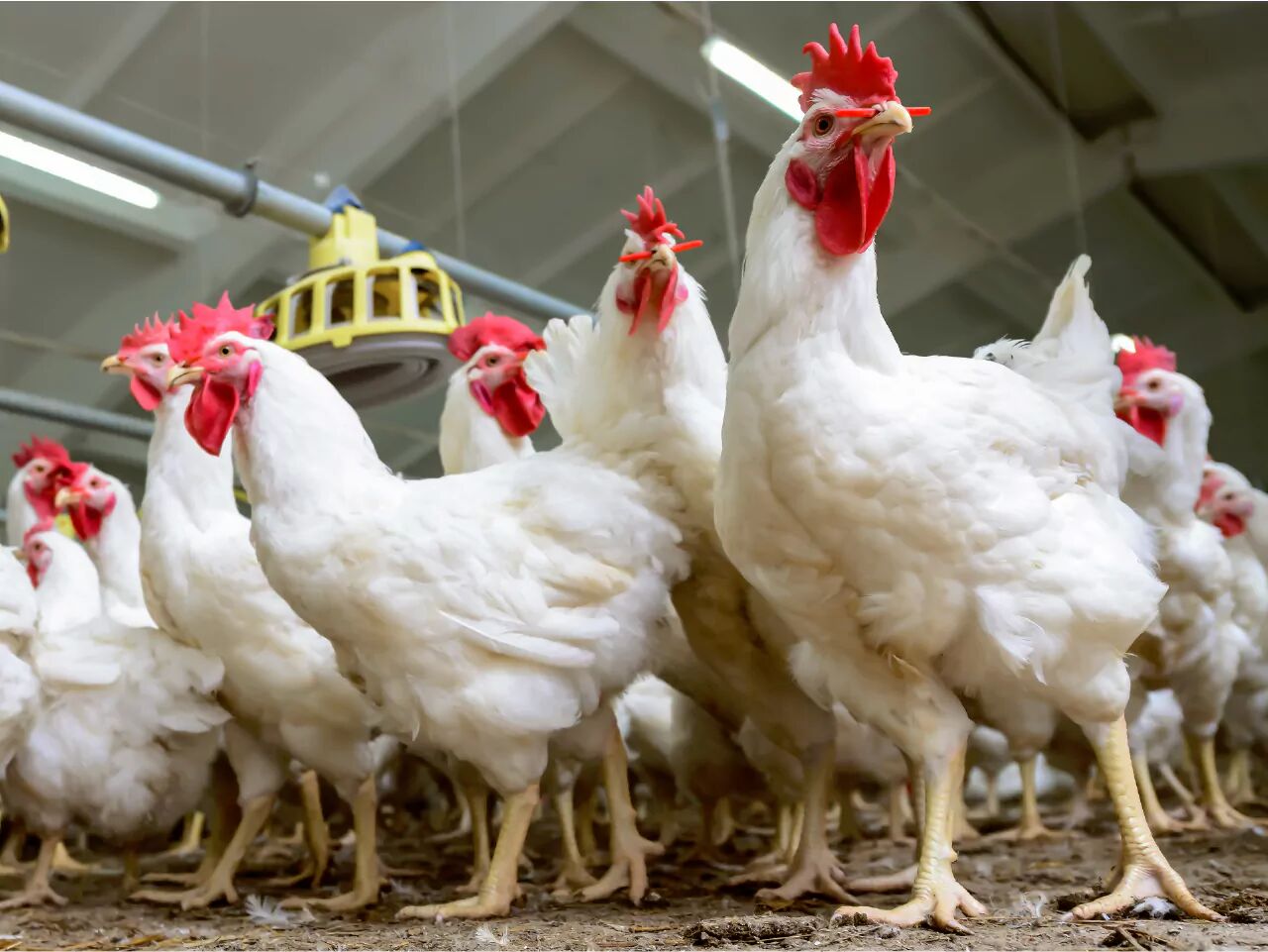 chicken prices raised traders say to strike